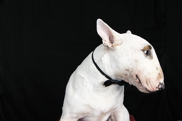 Cómo entrenar a tu bullterrier