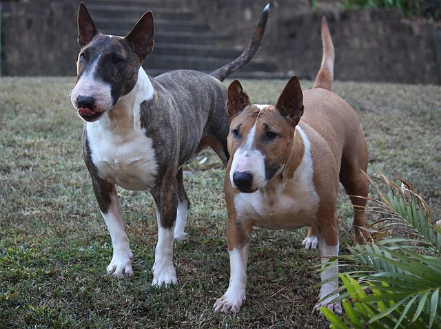Cómo socializar a tu perro