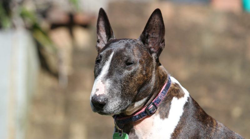 8 claves a tener en cuenta para un Bull Terrier anciano