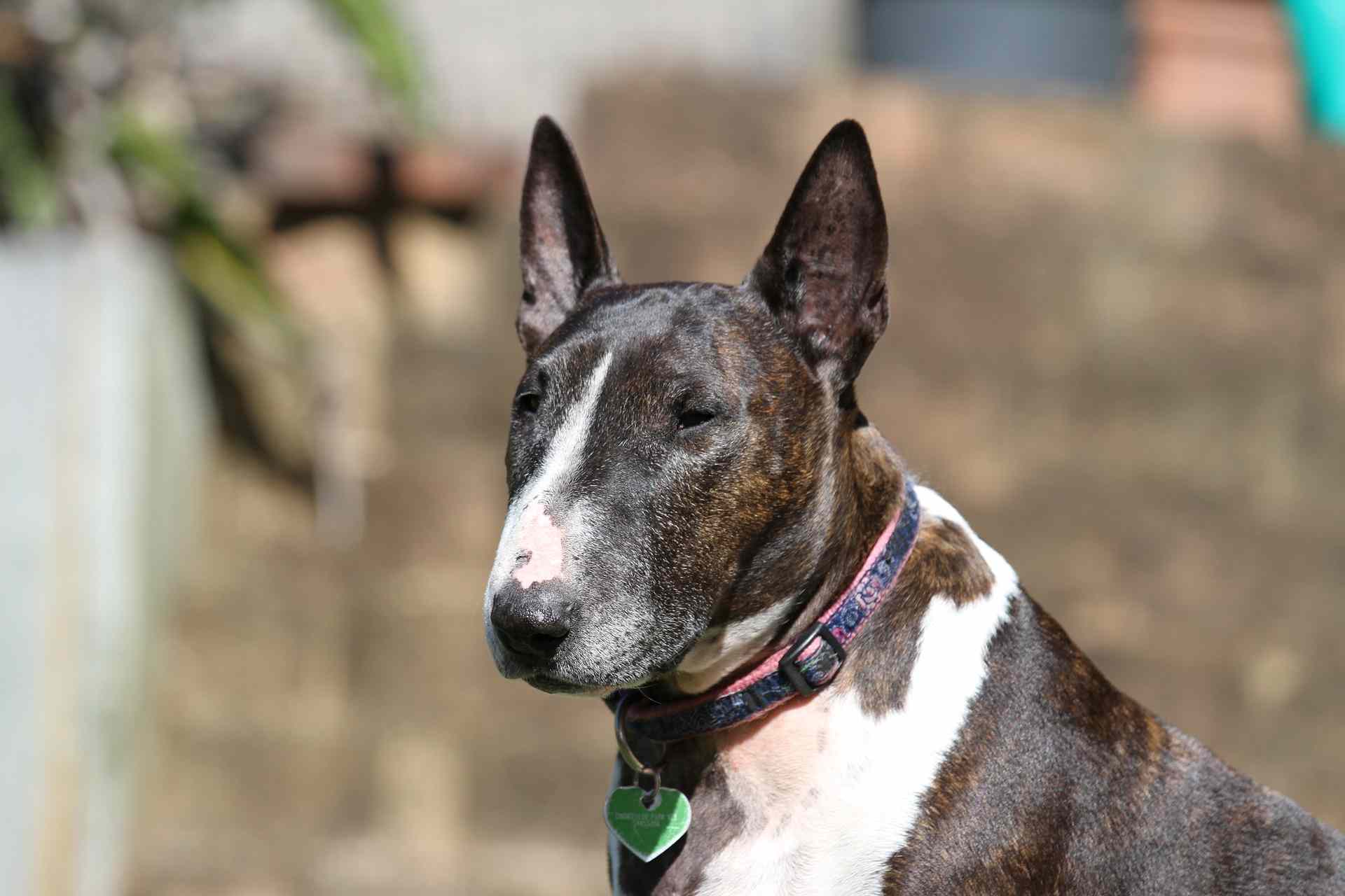 8 claves a tener en cuenta para un Bull Terrier anciano