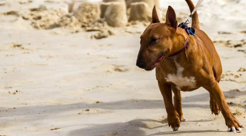 como adiestrar a un bull terrier