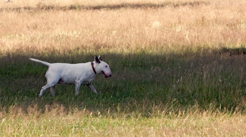 como son los Bull Terrier como perro guardian