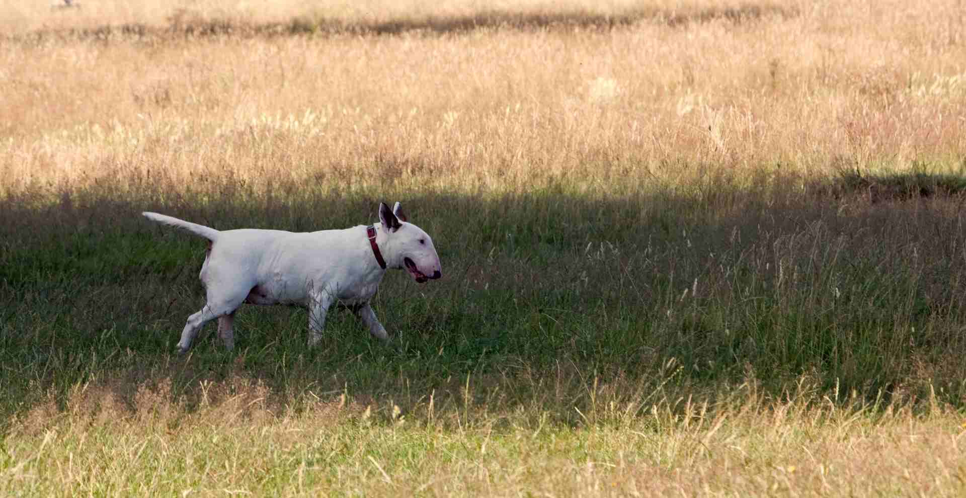 como son los Bull Terrier como perro guardian