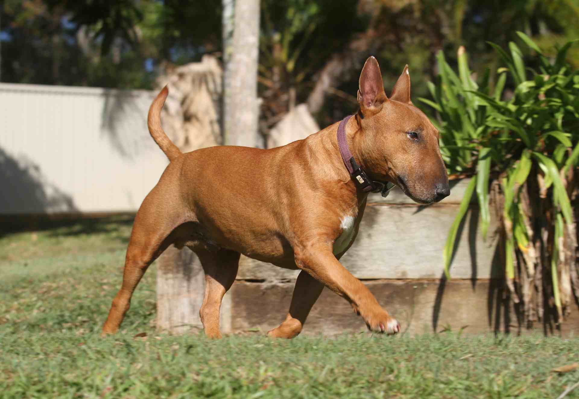 Como Son Con Los Ninos Bull Terrier Web