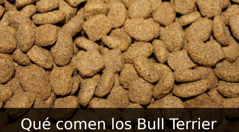 que_comen_los_bull_terrier