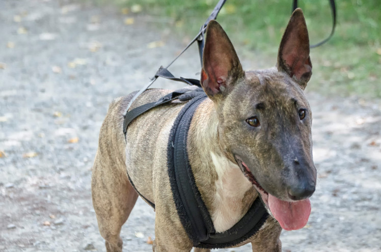 Cómo preparar a tu perro para el adiestramiento en disciplinas de trabajo
